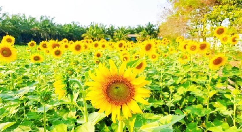 Thaiasia Goldensea Resort Phra Nakhon Si Ayutthaya Dış mekan fotoğraf